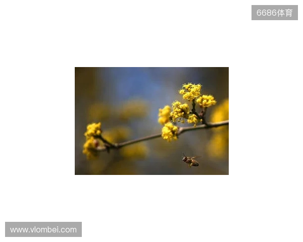 媒体人：拉米罗是否留任要看足协杯 国安在引援前要先确定主帅